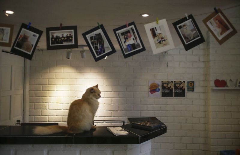 Catzonia in Malaysia is world’s first five-star Cat Hotel