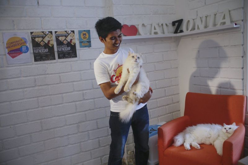 Catzonia in Malaysia is world’s first five-star Cat Hotel