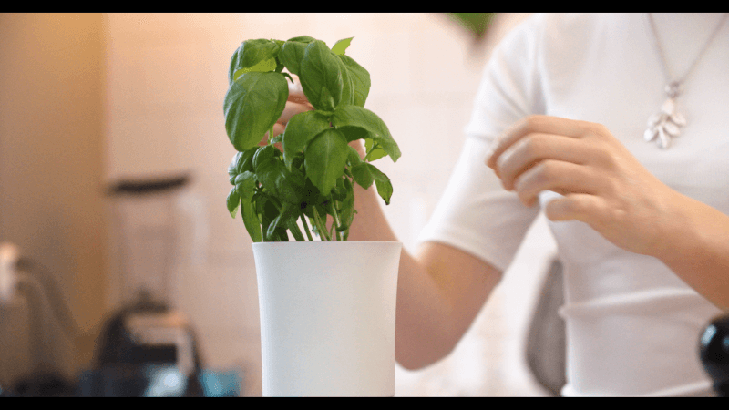 Botanium hydroponic pot saves you the hassle of watering plants for months