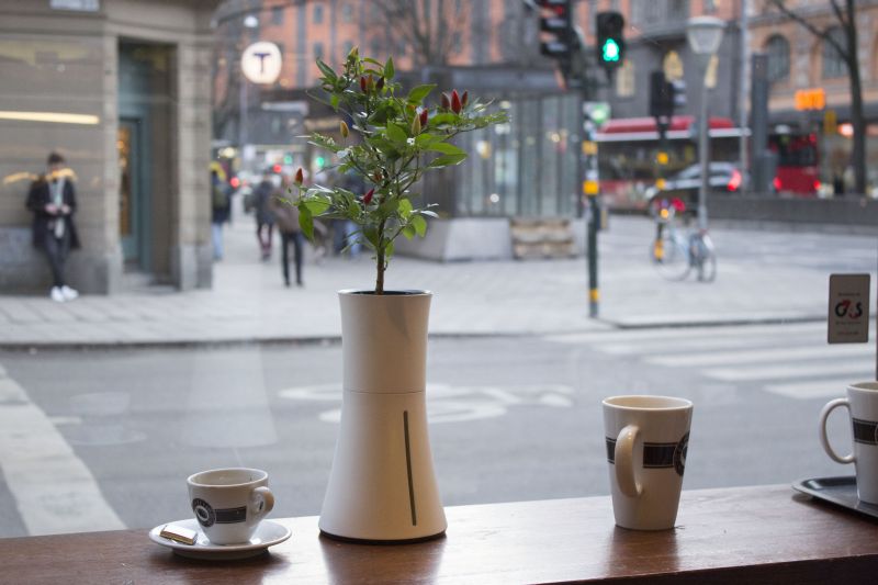 Botanium hydroponic pot saves you the hassle of watering plants for months