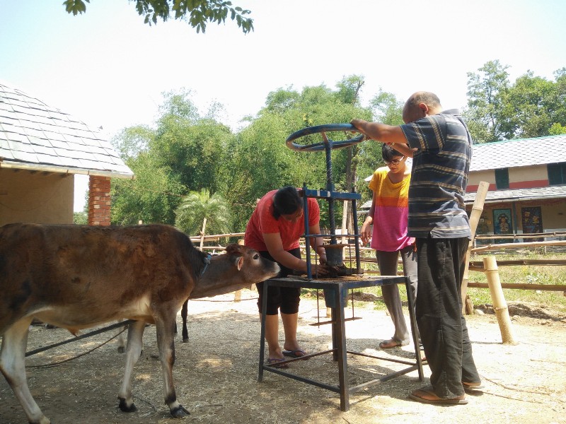 Cow dung pot by Peepal Farm