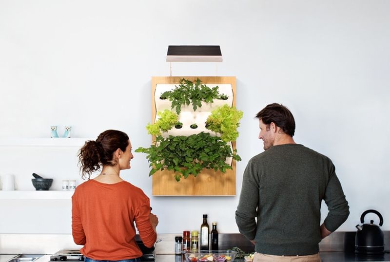 Herbert, a smart hydroponic wall garden grows food all year round 