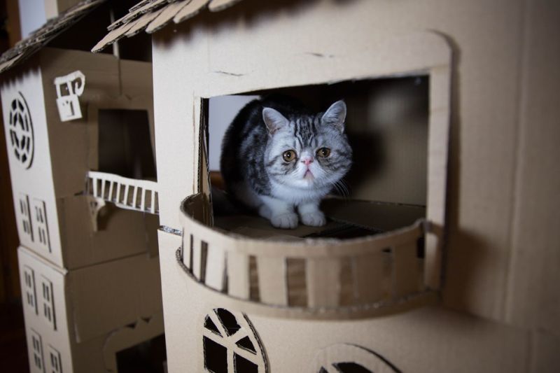 cat palace