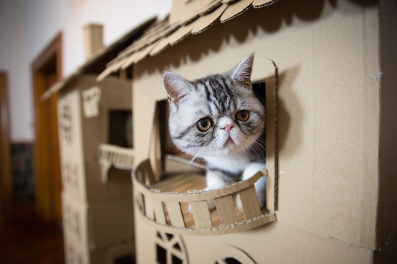 cat palace