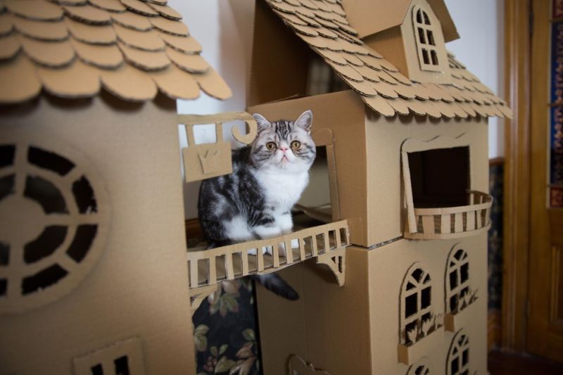 cat palace