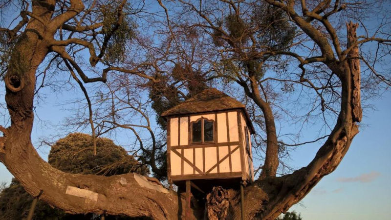 World’s oldest treehouse in Pitchford dates back to Princess Victoria 