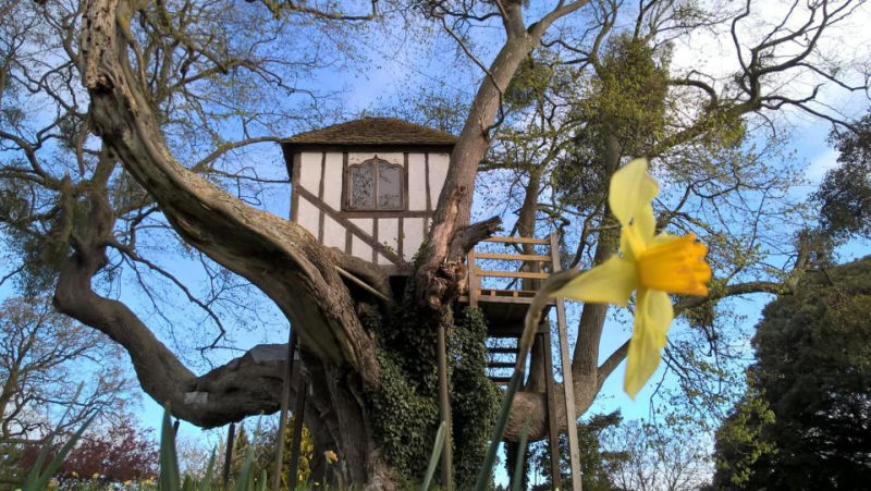 World’s oldest treehouse in Pitchford dates back to Princess Victoria 