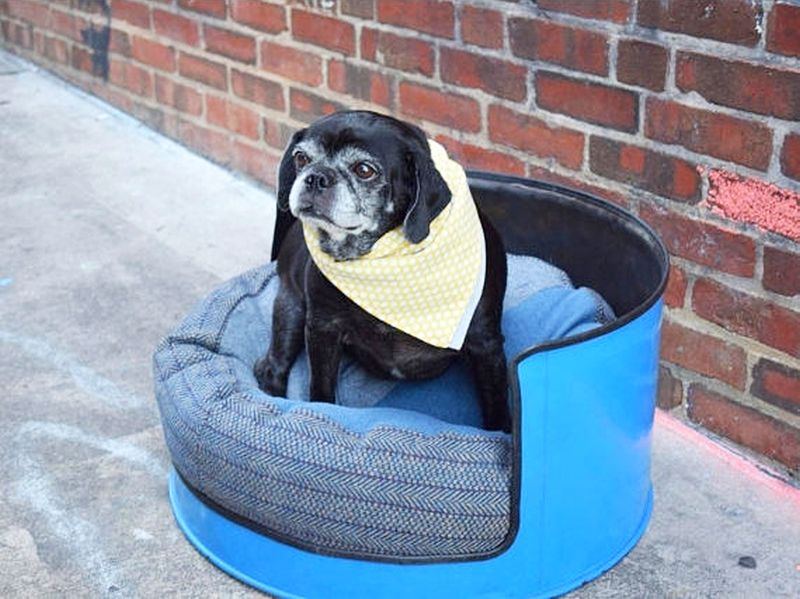 Blue-colored metal oil drum dog furniture