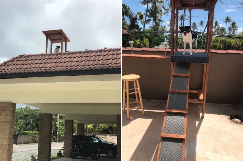 Rooftop Lookout Perch for Dog in Hawaii