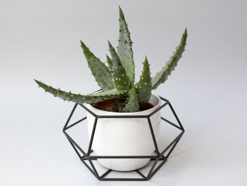 Geometric plant by Hexal Design