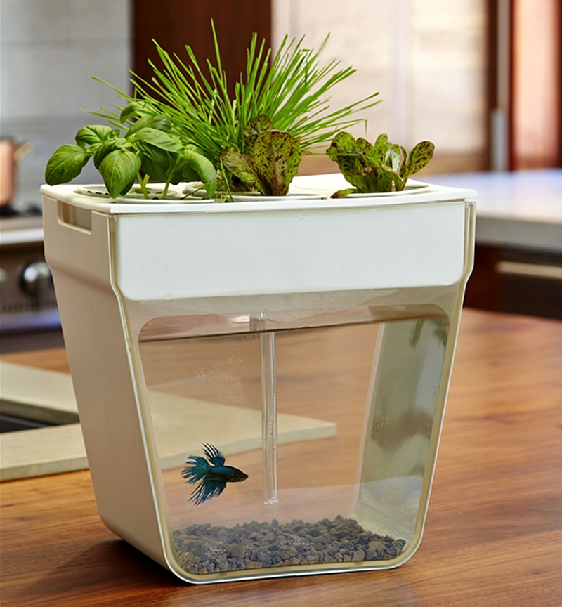 cool fish bowl ideas