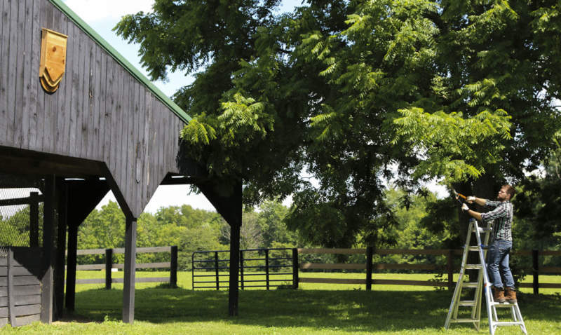 BatBnB is wooden birdhouse specifically designed for bats 