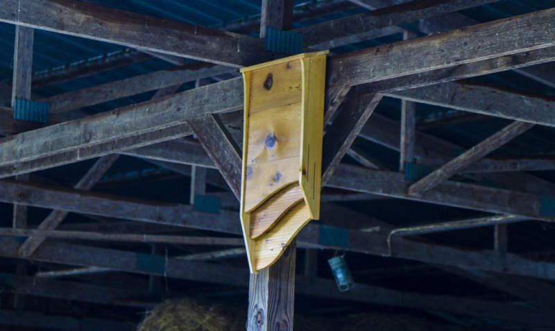 BatBnB is wooden birdhouse specifically designed for bats 