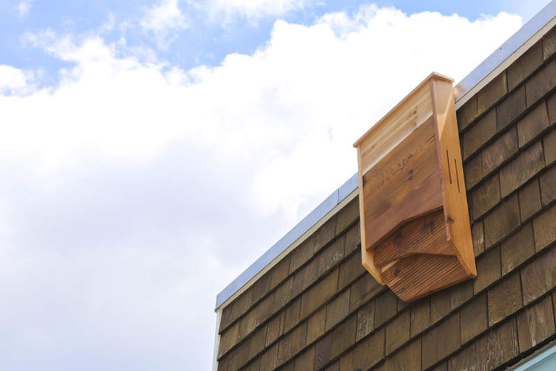 BatBnB is wooden birdhouse specifically designed for bats 