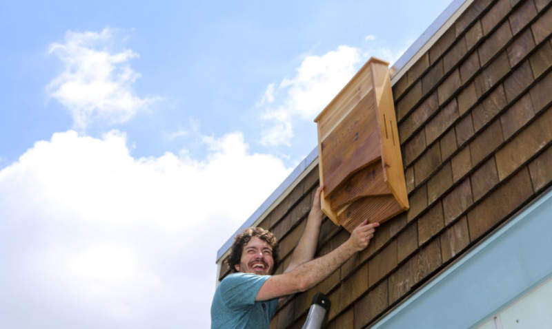 BatBnB is wooden birdhouse specifically designed for bats 