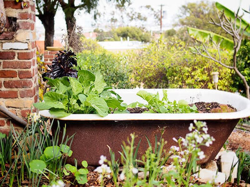 Old Bathtubs are cheap gardening containers