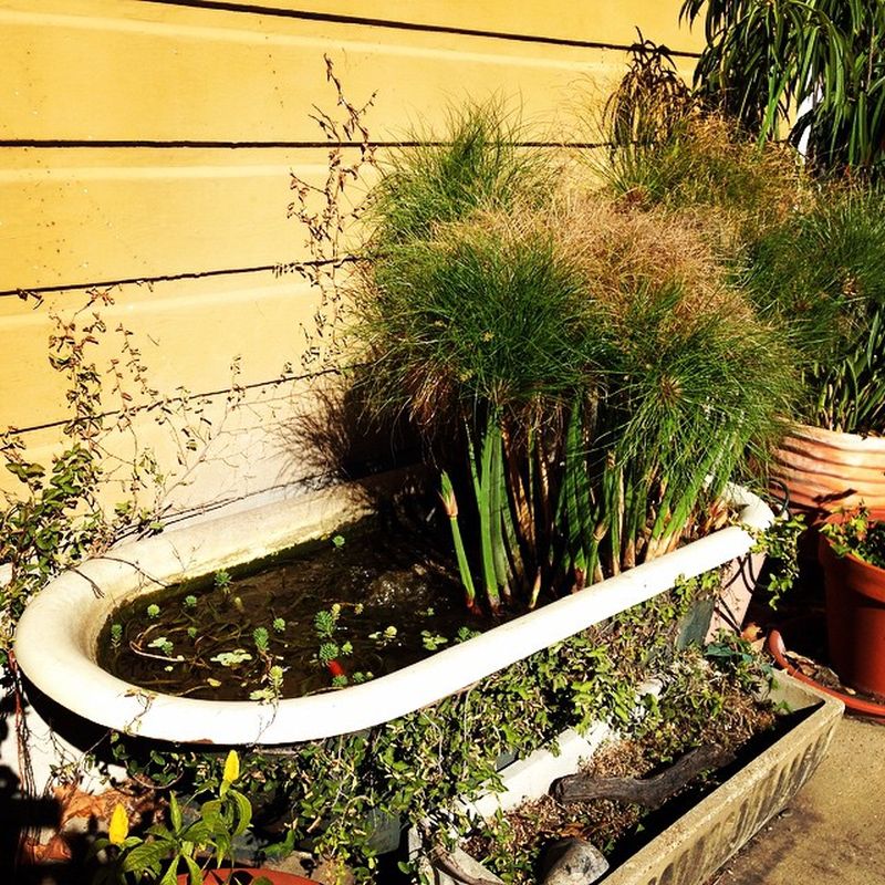 Old bathtub into a planter covered with vines from outside  