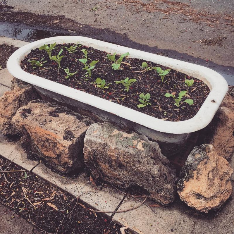 Old bathtub into garden planter covered with large stones 