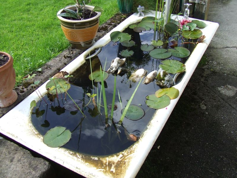 Old bathtub into a pond in garden 