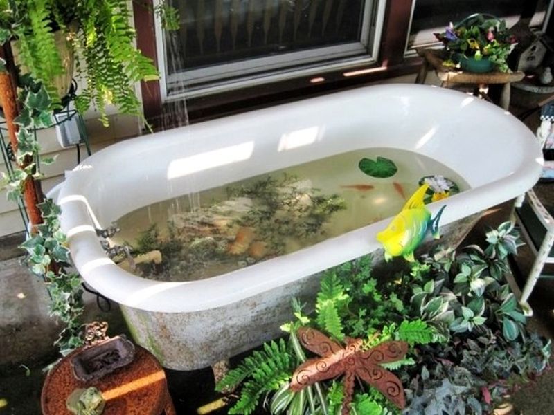 Old bathtub becomes a fish pond