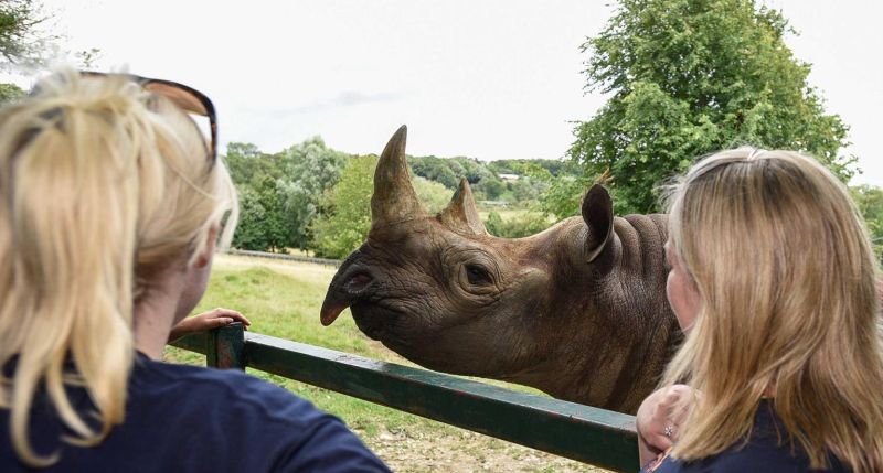 Port Lympne Reserve Rhino Lodge