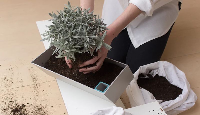 Stairs to Green Comes with indoor planters