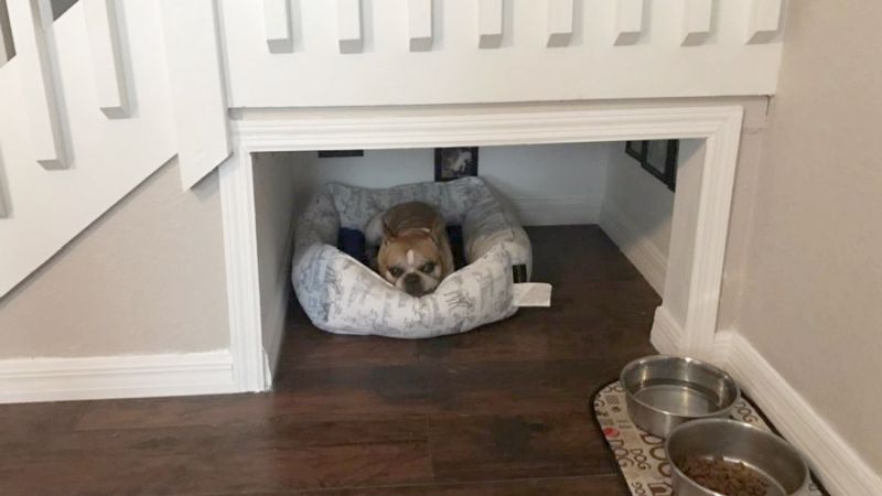 Californian man built a separate human-like room for his dog