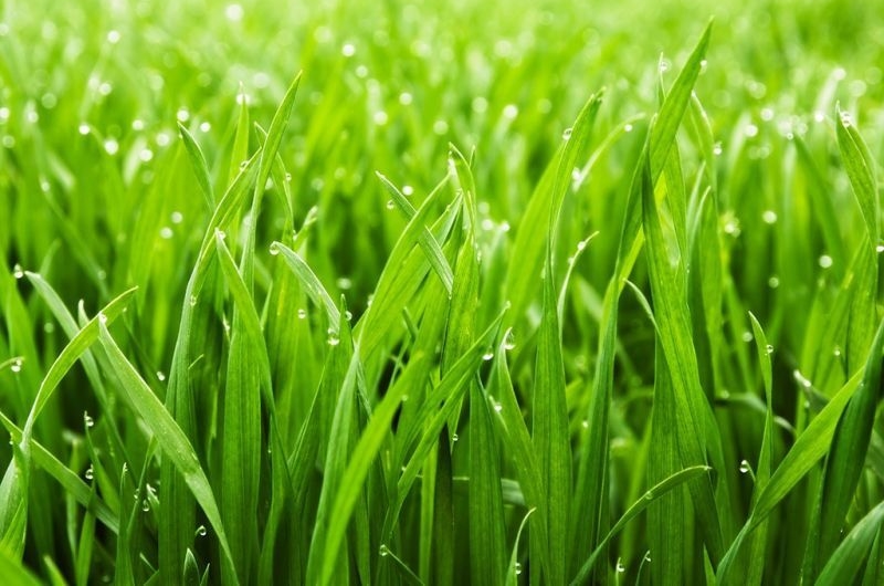 Choosing the right grass for your lawn