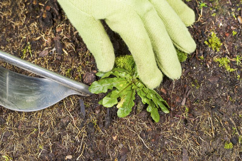 Remove unnecessary Weed From Yard