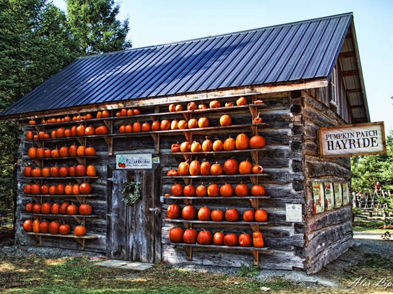 Halloween Pumpkin house