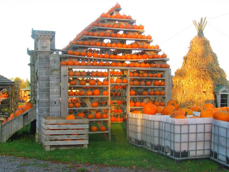 Halloween Pumpkin house