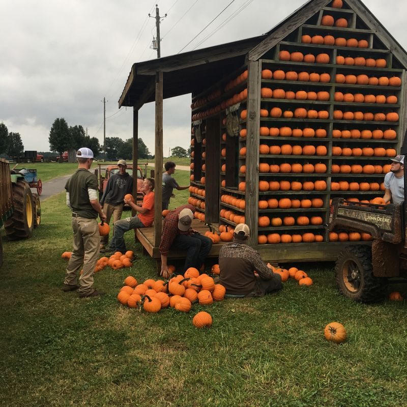 Build Pumpkin House