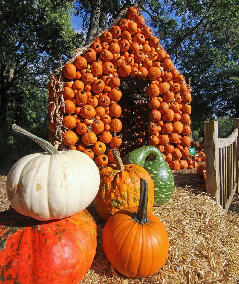 Pumpkin houses store