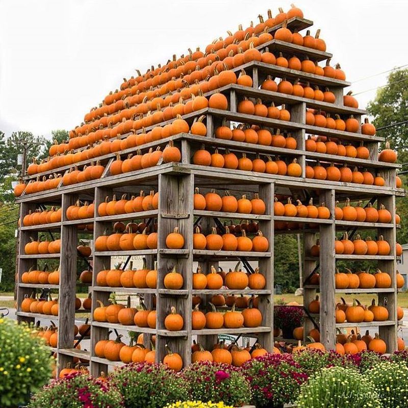 Pumpkin House: A Great Way to Spice up Your Backyard This Halloween