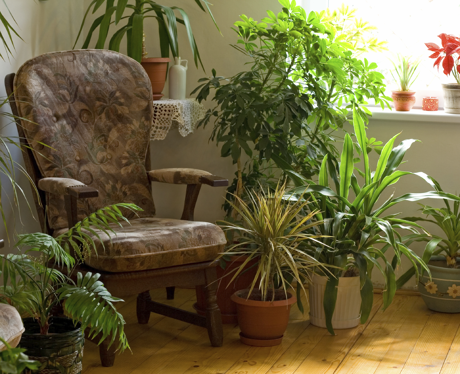 houseplants to purify indoor home air