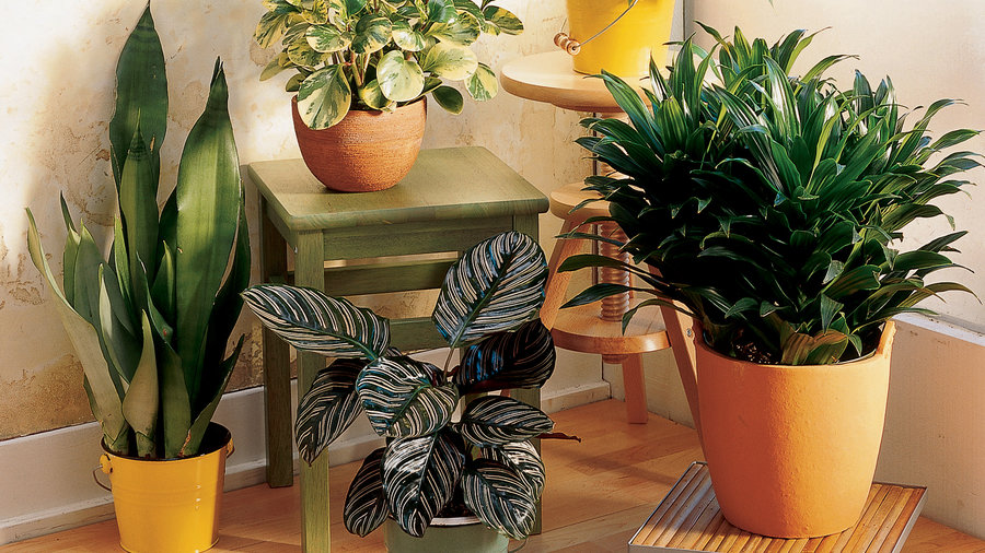 houseplants to purify indoor home air