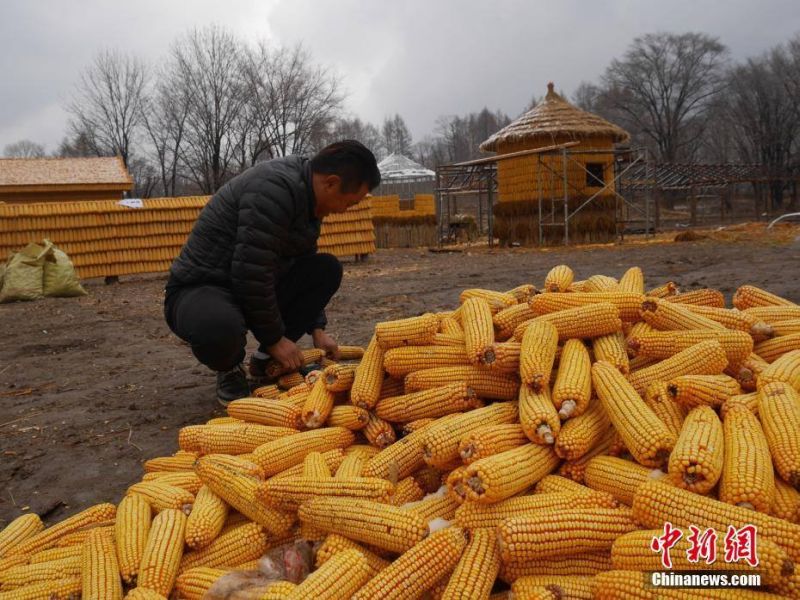 Chinese farmer builds farmhouse out of 20,000 corn-on-the-cobs