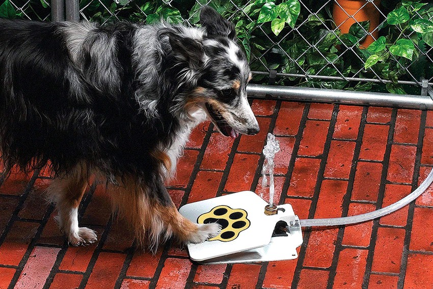 gift ideas for pet lovers