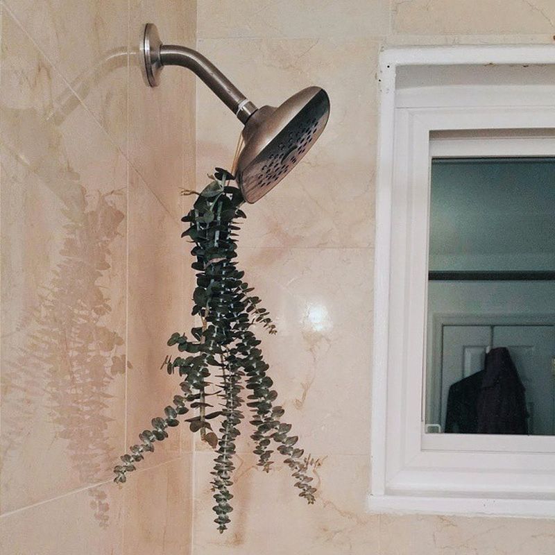 What is Eucalyptus Shower & Why is it a Popular Instagram Trend
