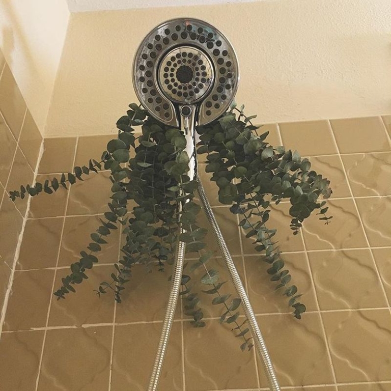 What is Eucalyptus Shower & Why is it a Popular Instagram Trend