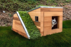 Studio Schicketanz Dog House Features Green Roof, Automated Faucet