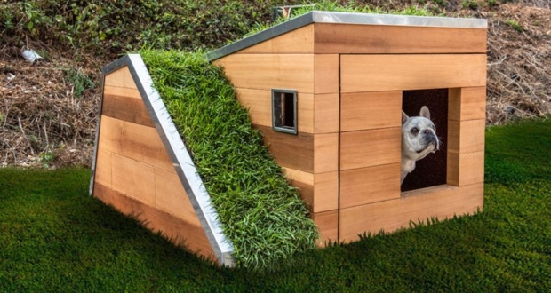 Studio Schicketanz Dog House Features Green Roof, Automated Faucet