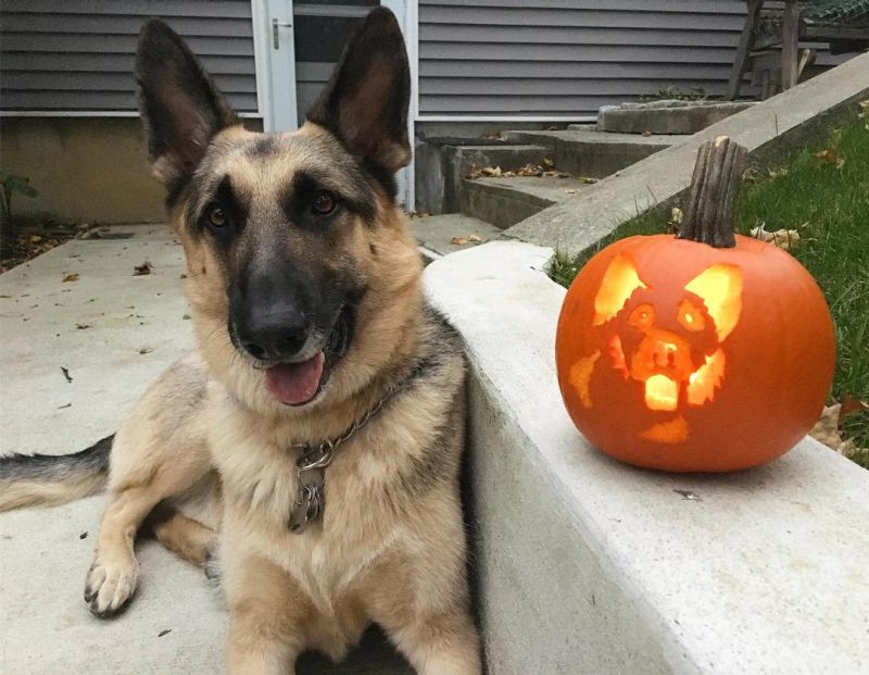 Try Latest Halloween Trend Carving Dogo'Lantern