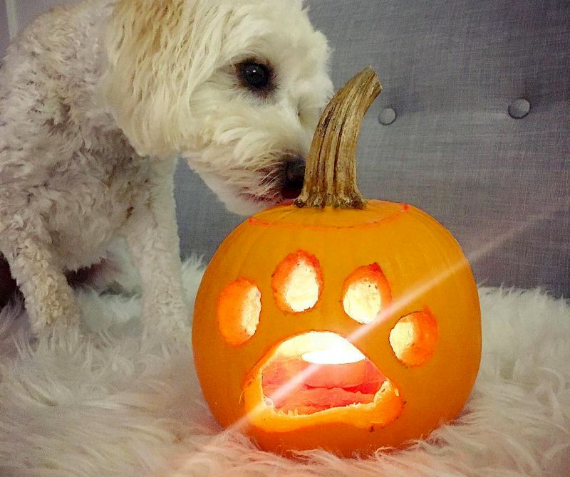 Dog JackoLantern Ideas to Showcase Your Puppy Love