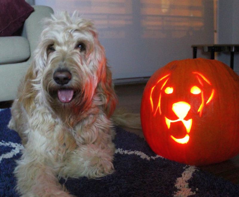 Dog Jack-o-Lantern Ideas to Showcase Your Puppy Love