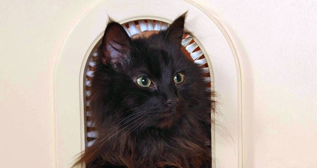 cathole cat door