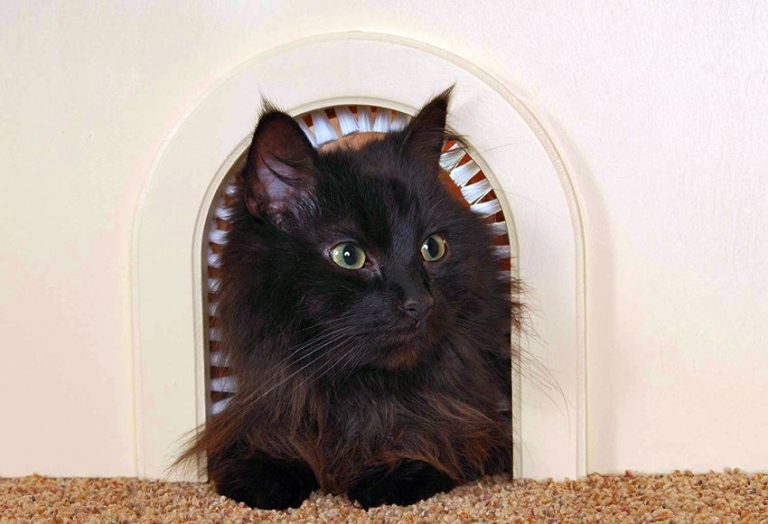 Cathole Cat Door With Cleaning Brush Homecrux