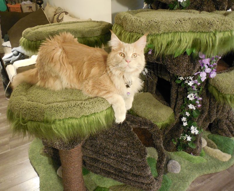 Realistic Cat Tree by the Hollywood Kitty Company