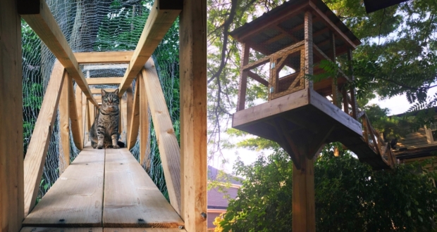 outdoor cat tree house