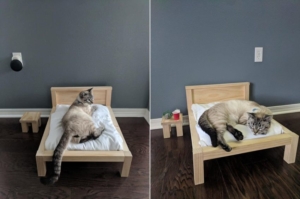 Florida Man Builds Custom Cat Bed and Side Table